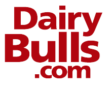 Dairybulls.com